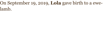 On September 19, 2019, Lola gave birth to a ewe-lamb.